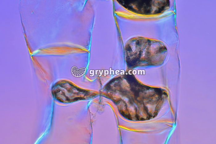 Spirogyre (algue filamenteuse) - Fécondation x100 - gryphea.org